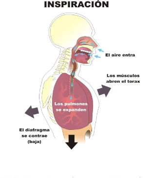 Distribución 