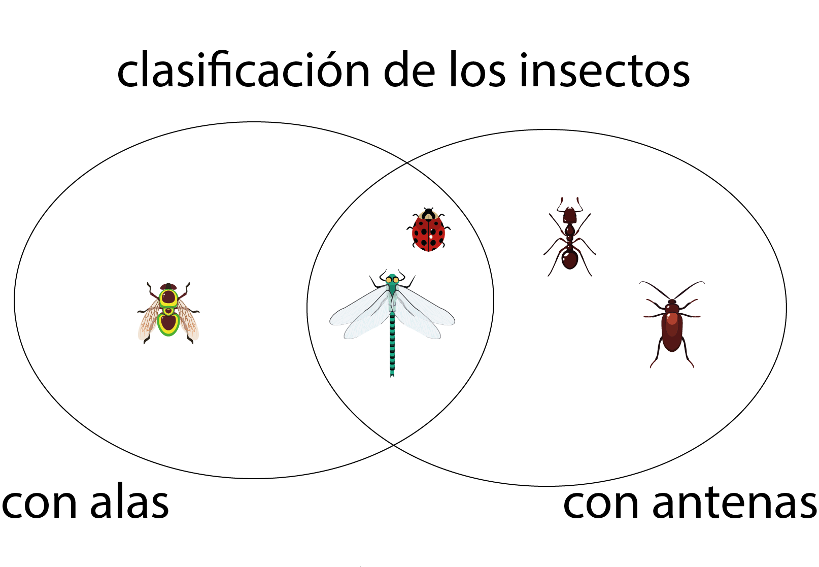 Clasificación de los insectos