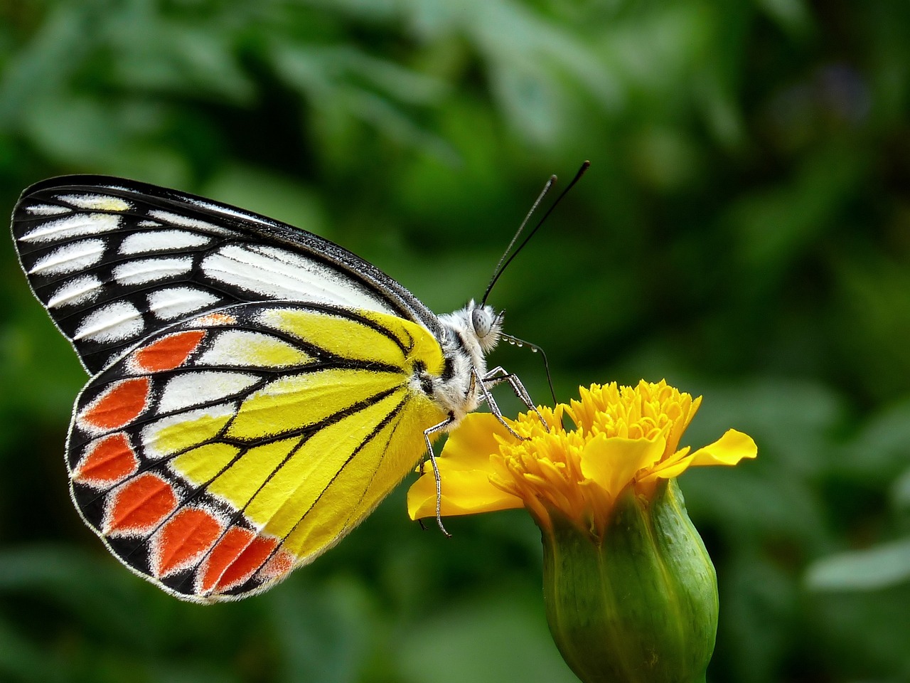 Mariposa