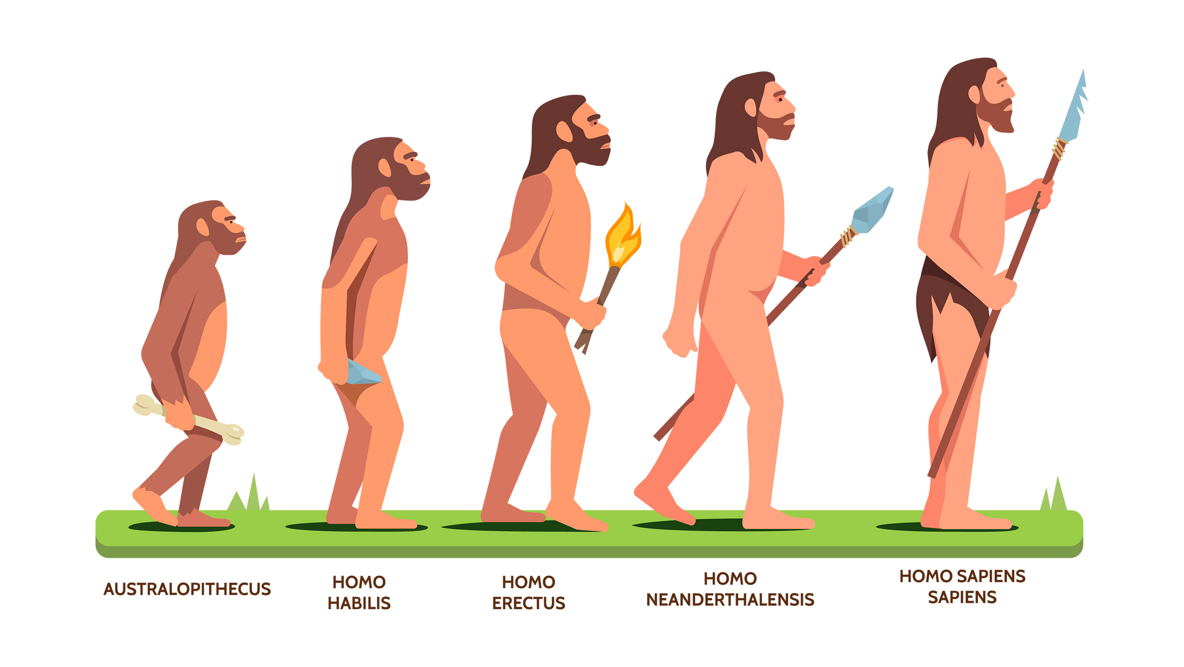 El proceso de hominización Ilustración que representa las diferentes fases en la evolución humana