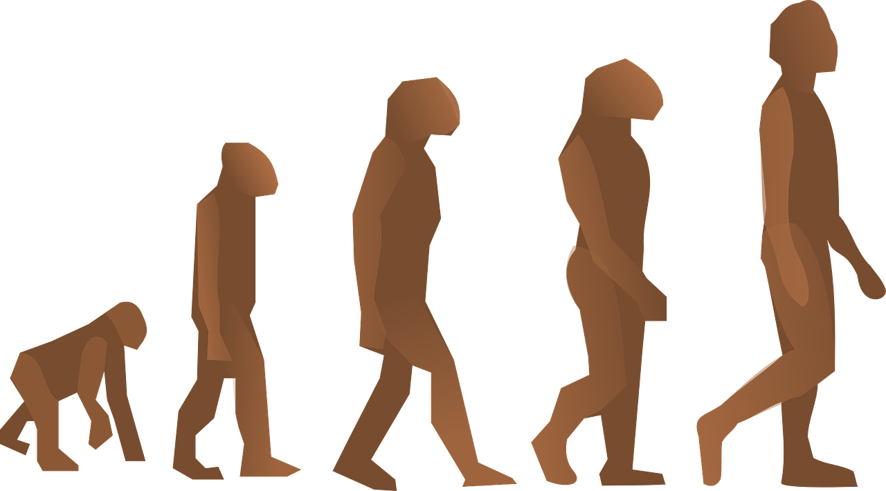 Proceso de hominización Ilustración que representa las diferentes etapas en el proceso de hominización