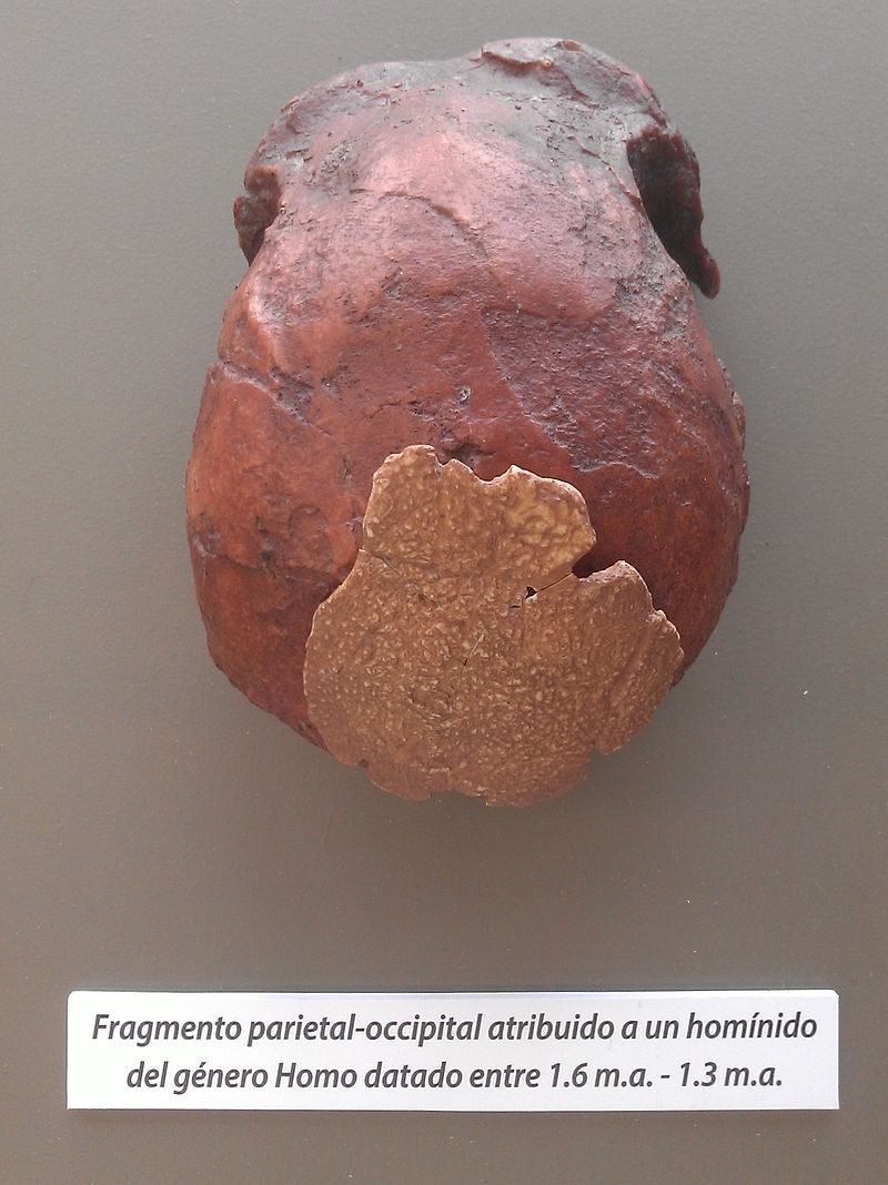 Réplica del hueso llamado Hombre de Orce Fotografía de la réplica del hueso catalogado como VM-0 y llamado Hombre de Orce