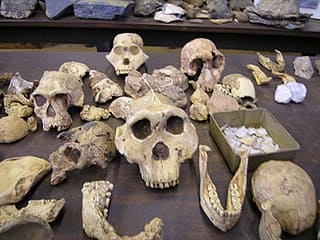 Bustos de homínidos en el Museo de Historia de Hanoi