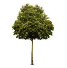 Árbol