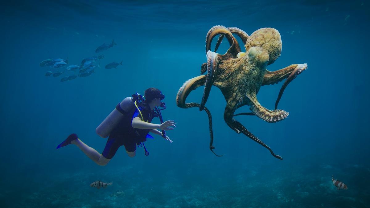 Imagen de pulpo