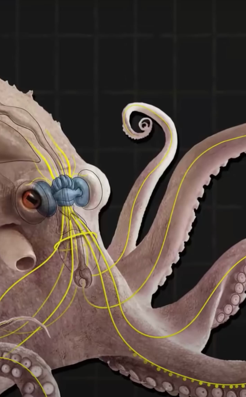 Detalle del sistema nervioso del pulpo