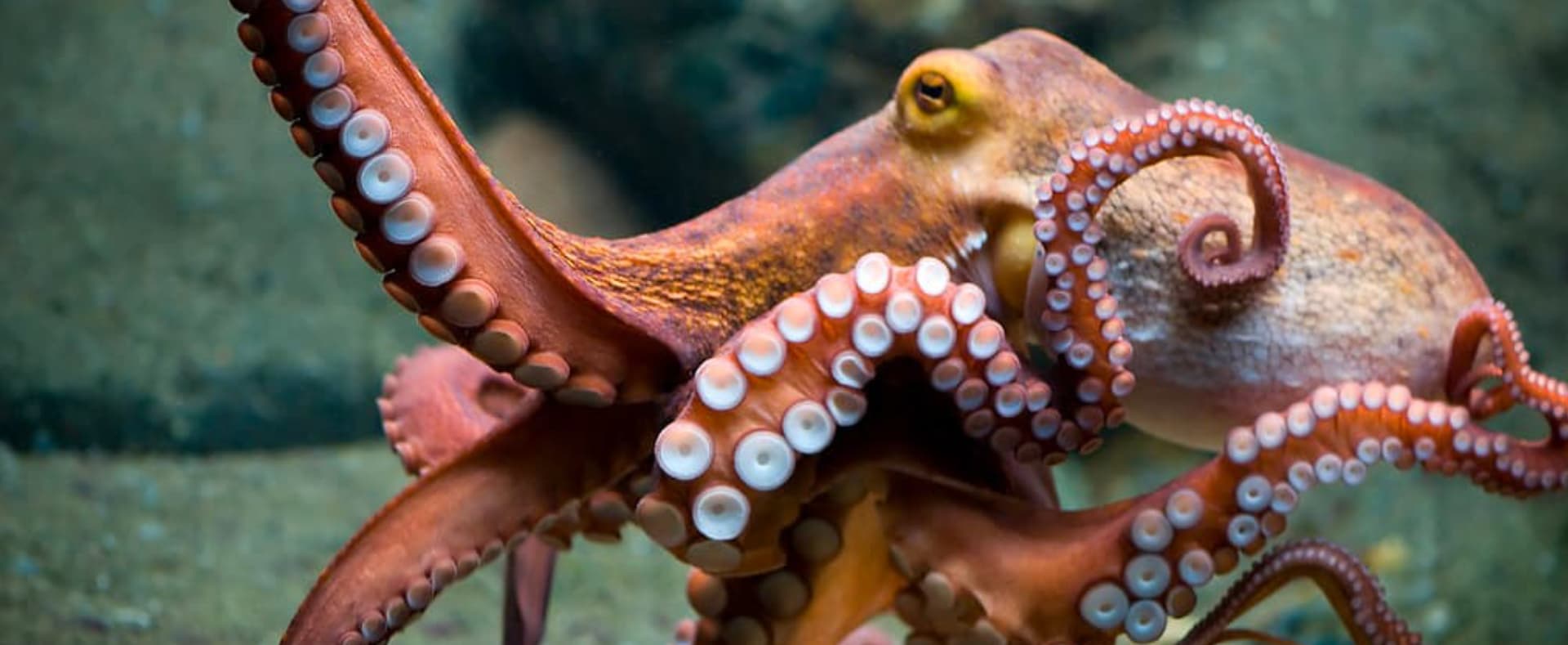 Pulpo desplazándose por el fondo marino