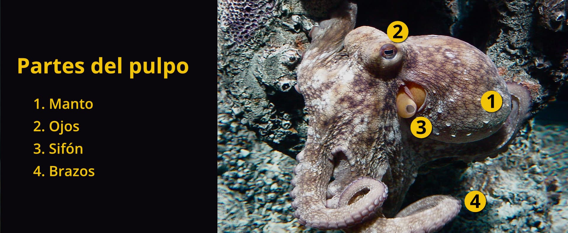 Partes del pulpo