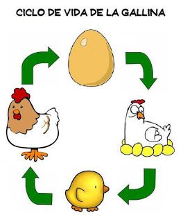 ciclo de vida del pollito
