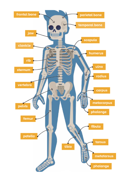 Bones Bones of the human body