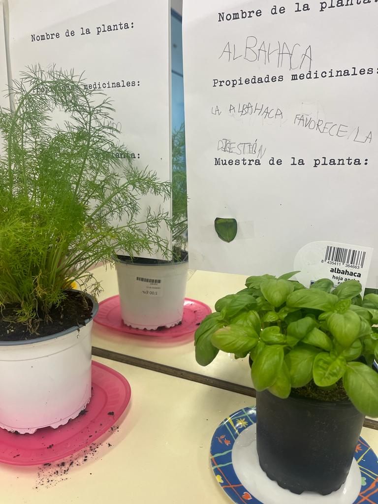 Fotografía planta aromática Fotografía de Planta aromática tomada en el aula