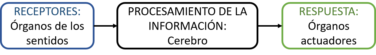 Diagrama sobre la función de relación: tres recuadros con bordes azul para receptores, negro para procesamiento de la información y verde para respuesta. 