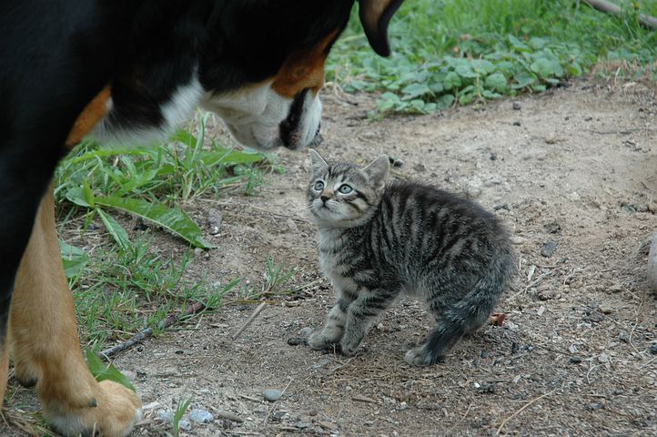Reacción gato-perro Imagen de un gato con ojos muy abiertos y pata encogida, que parece tener miedo ante el perro que tiene en frente.