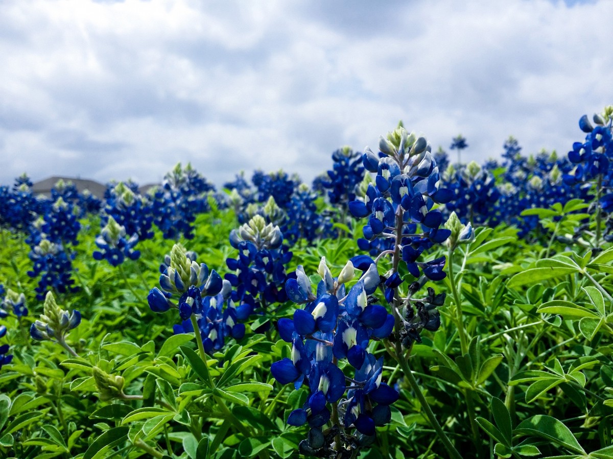 En la imagen puedes ver flores y plantas de un jardín. Las flores son de color azul intenso, y las hojas de la planta están muy verdes, así que seguramente sea primavera