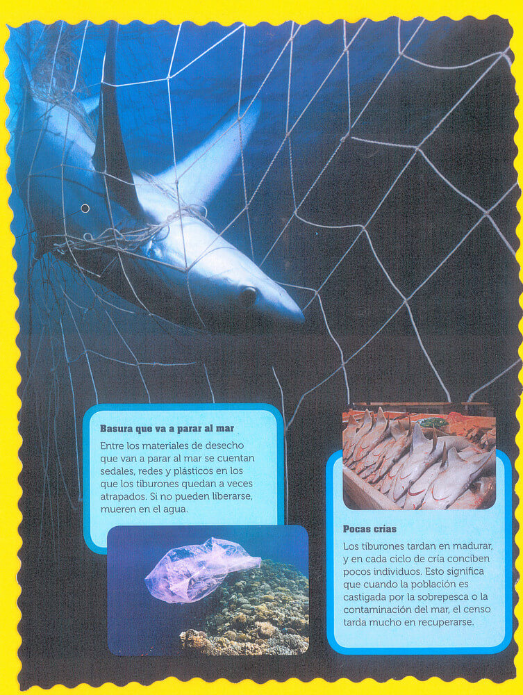 Tiburón atrapado