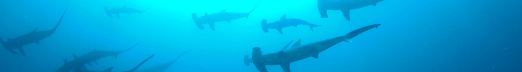 tiburones