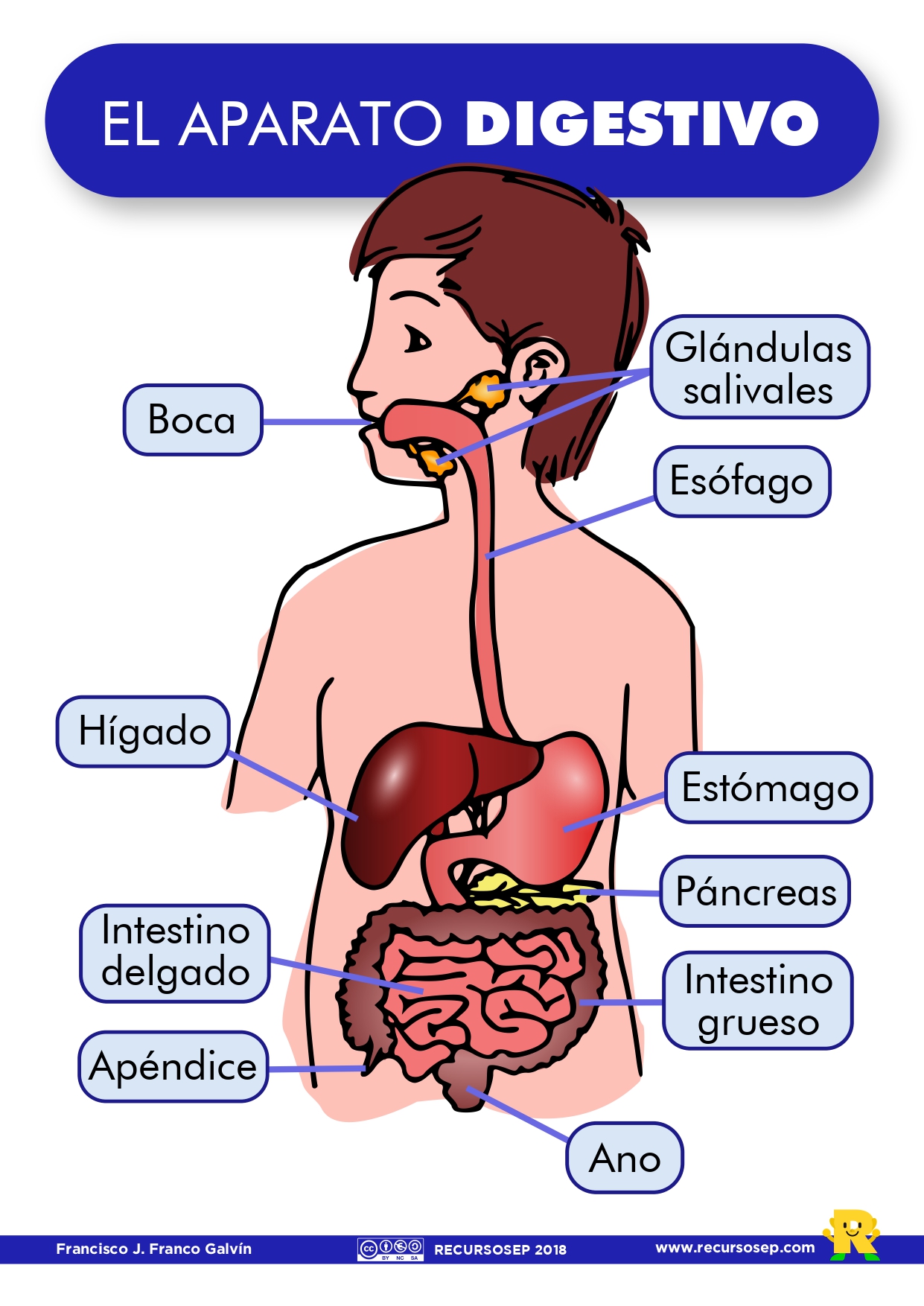 Aparato digestivo