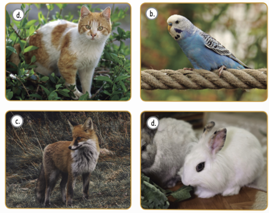 ANIMALES