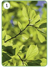 hoja
