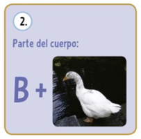 BOCA