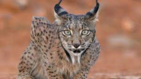 LINCE