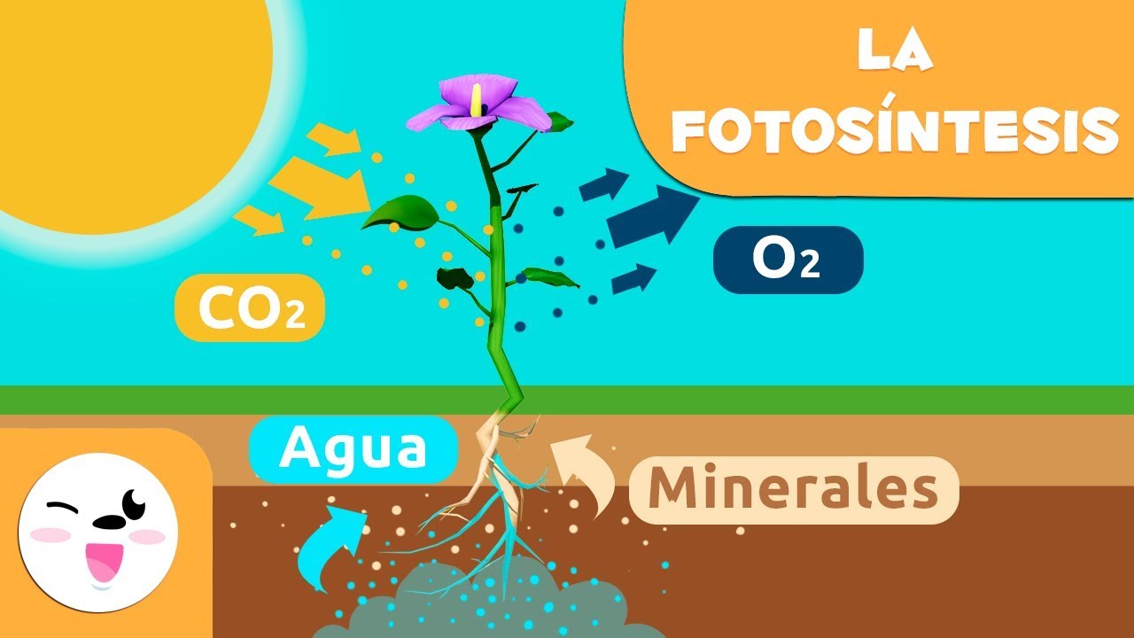 Que necesitan las plantas para crecer