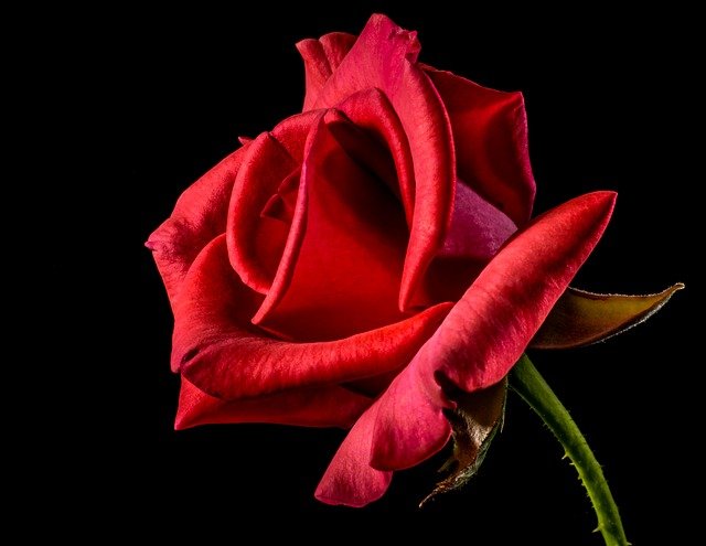 Imagen de una rosa roja