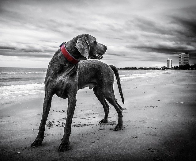 La foto en blanco y netro perro esbelto y fuerte en una playa con cielo nublado. El collar del perro es el único elemento con color y es rojo.