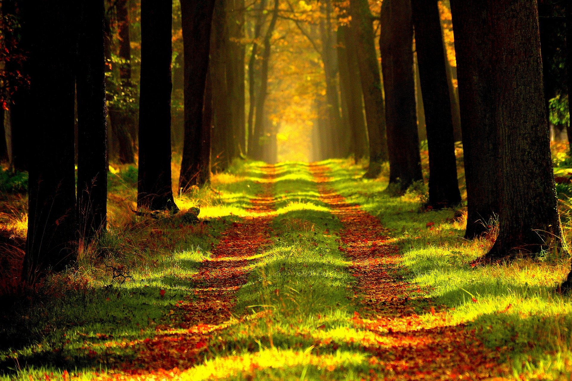 Camino en un bosque entre árboles