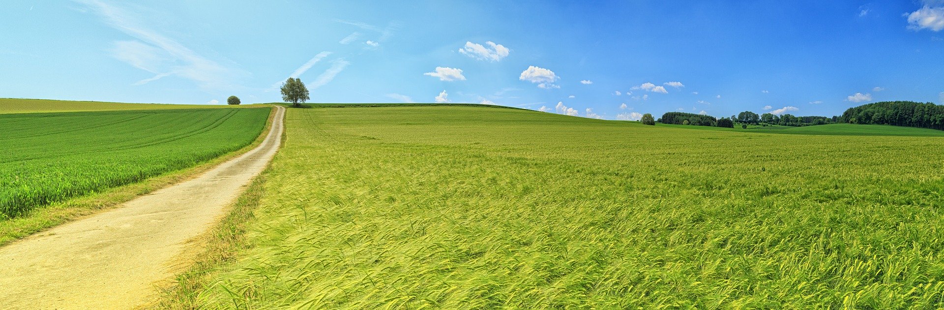 Camino de tierra en un campo verde