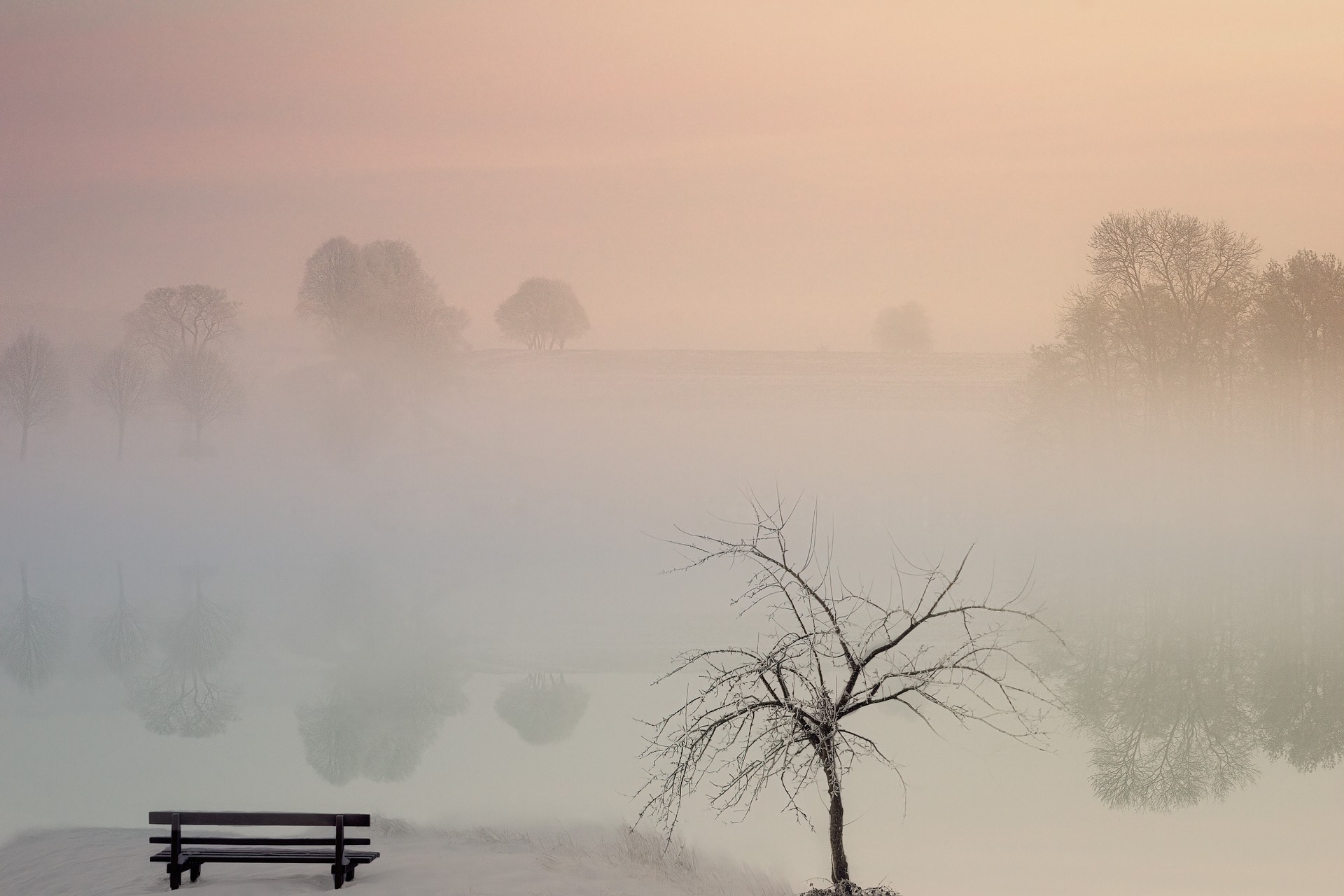 Paisaje con niebla con un banco y un árbol sin hojas