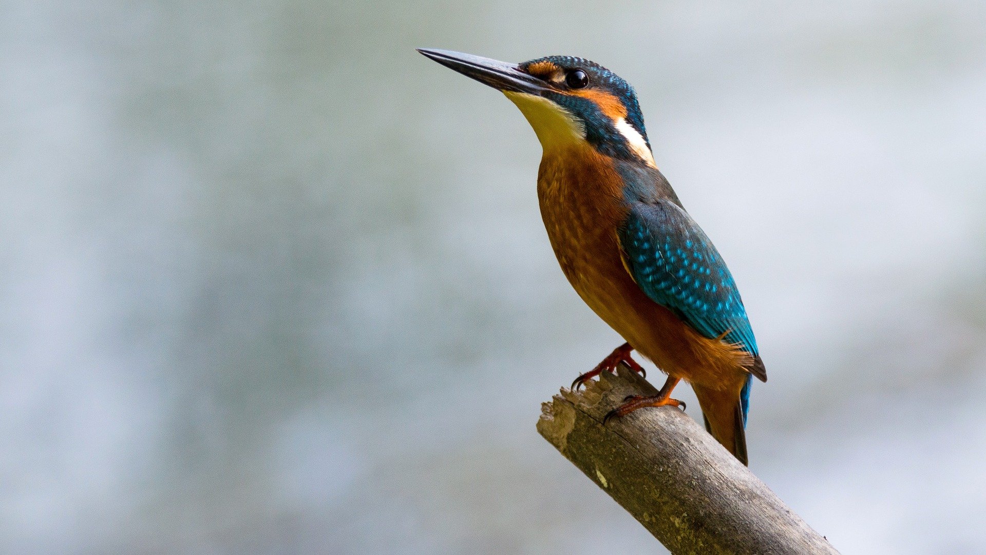 Pájaro posado en una rama