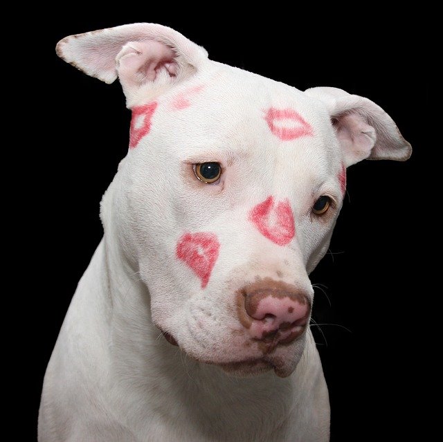 Fotografia de la cabeza de un perro pitbull con cara de bueno y lleno de besos de pintalabios.