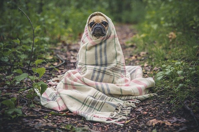 Un perrito envuelto en una manta