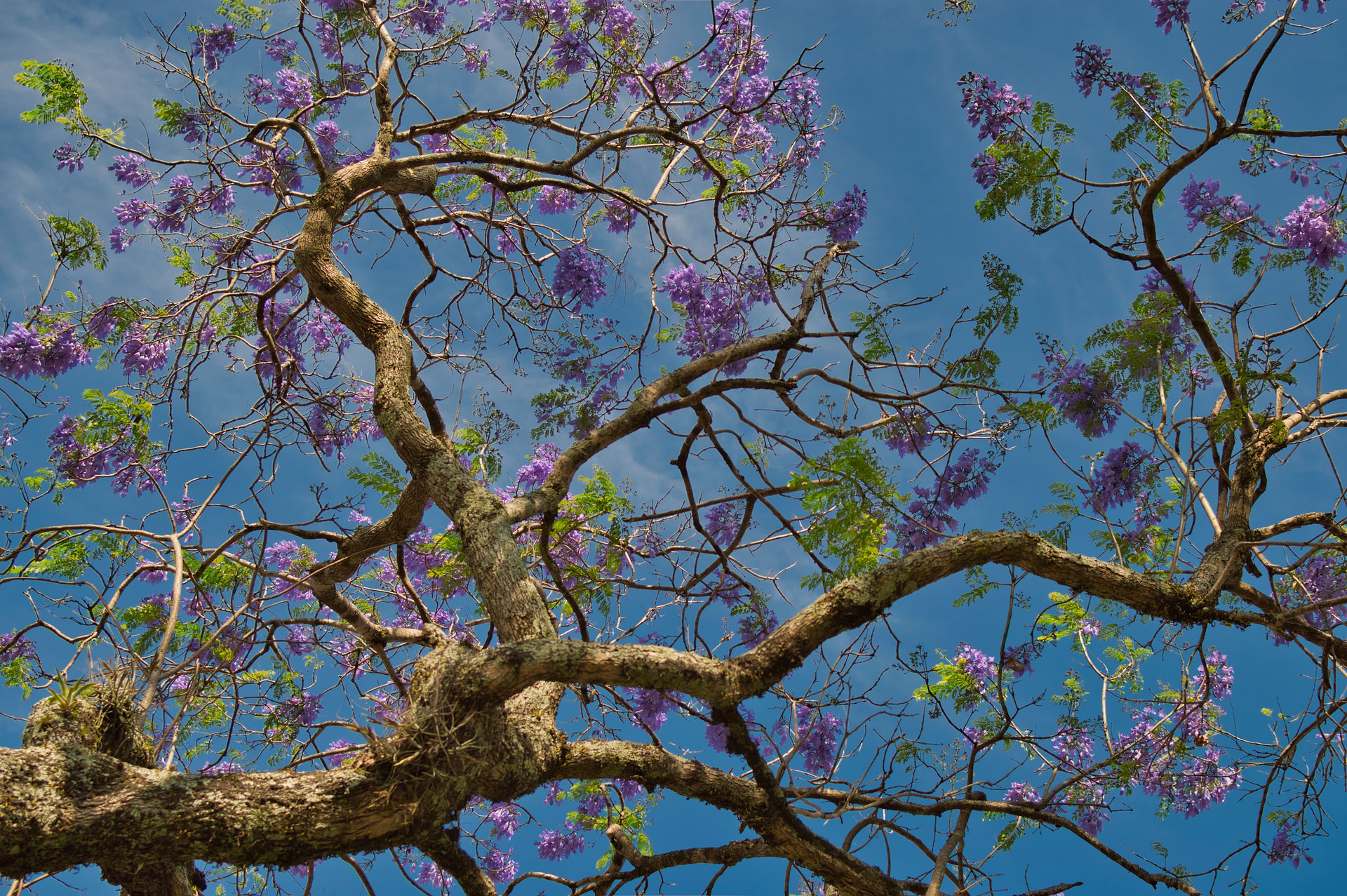 Ramificaciones de árboles