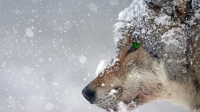 Fotografía de la cabeza de un lobo en la nieve.