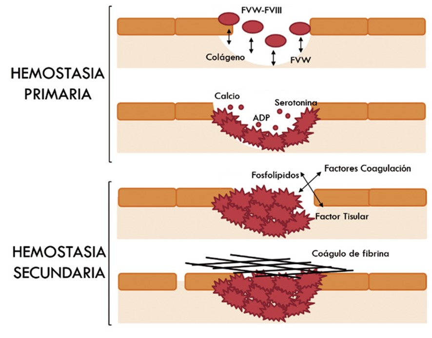 Visió general de la formació del coàgul