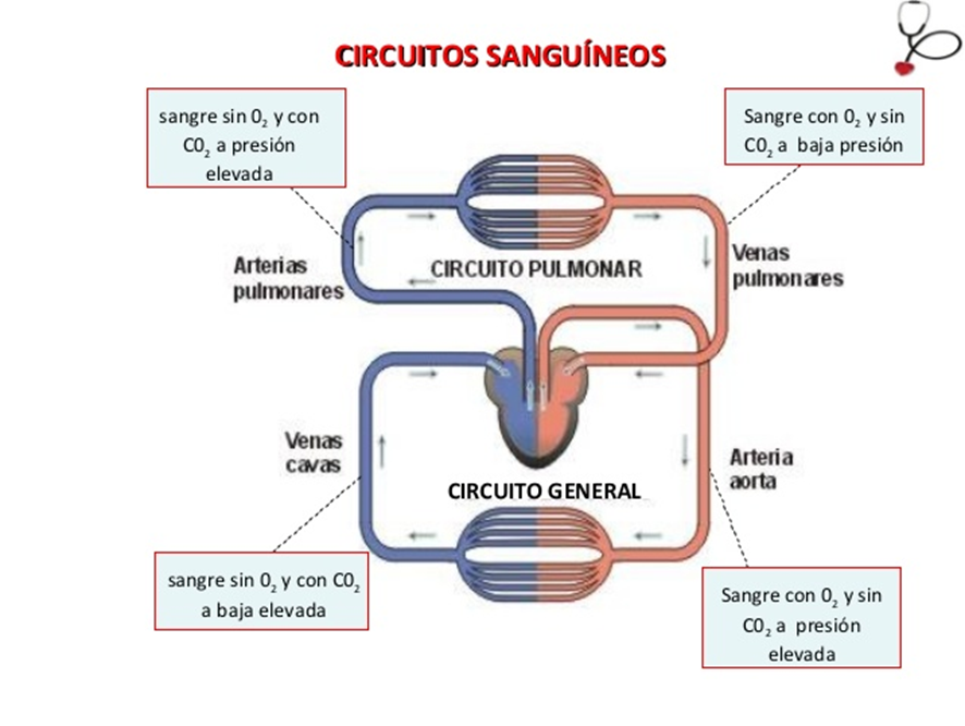 circulació sanguínia