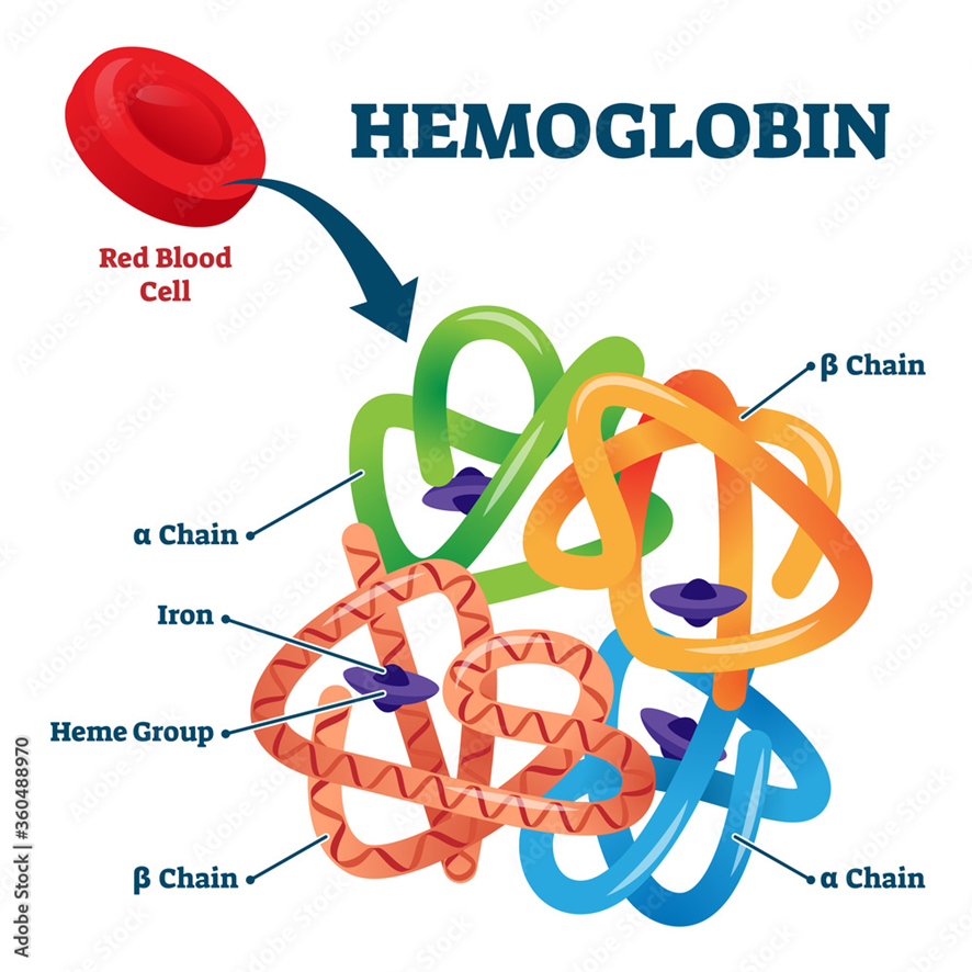 hemoglobina