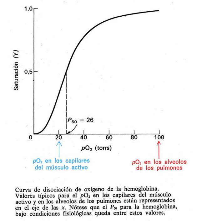 corba de dissociació de l'oxigen i l'hemoglobina