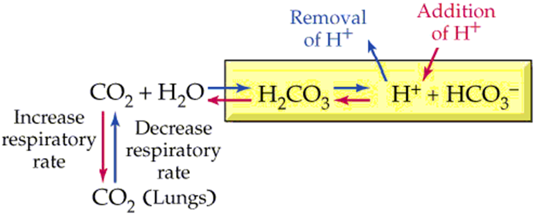 dissociació de diòxid de carboni en àcid carbònic en sang