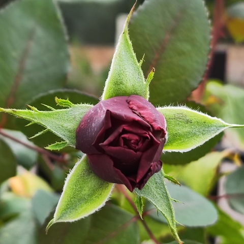 Rosa