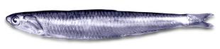 Anxova