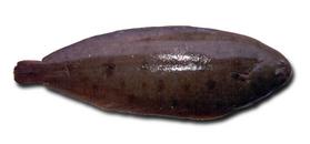 llenguado