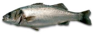 Llobarro