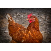 GALLINA