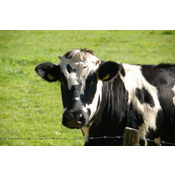 VACA