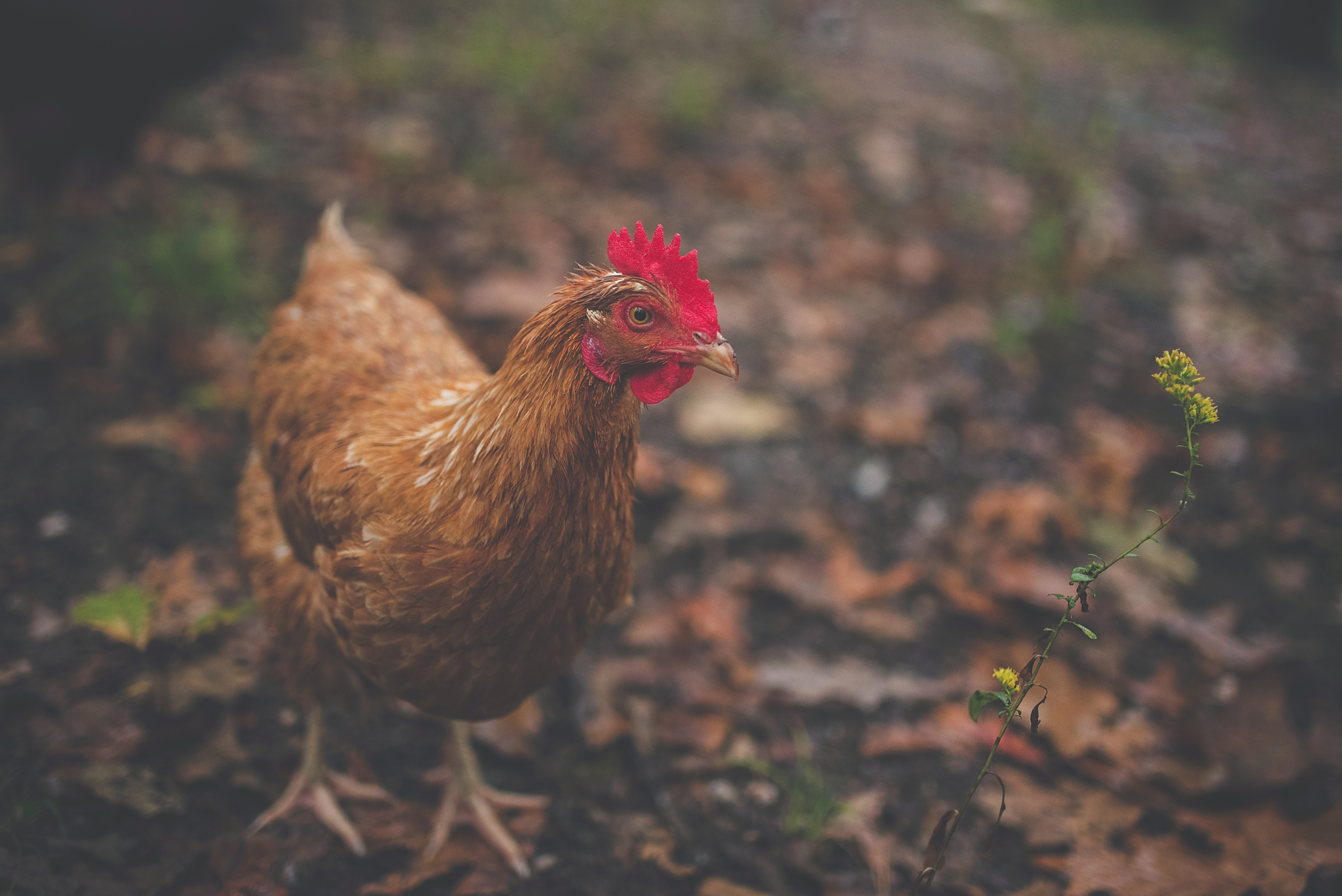 GALLINA