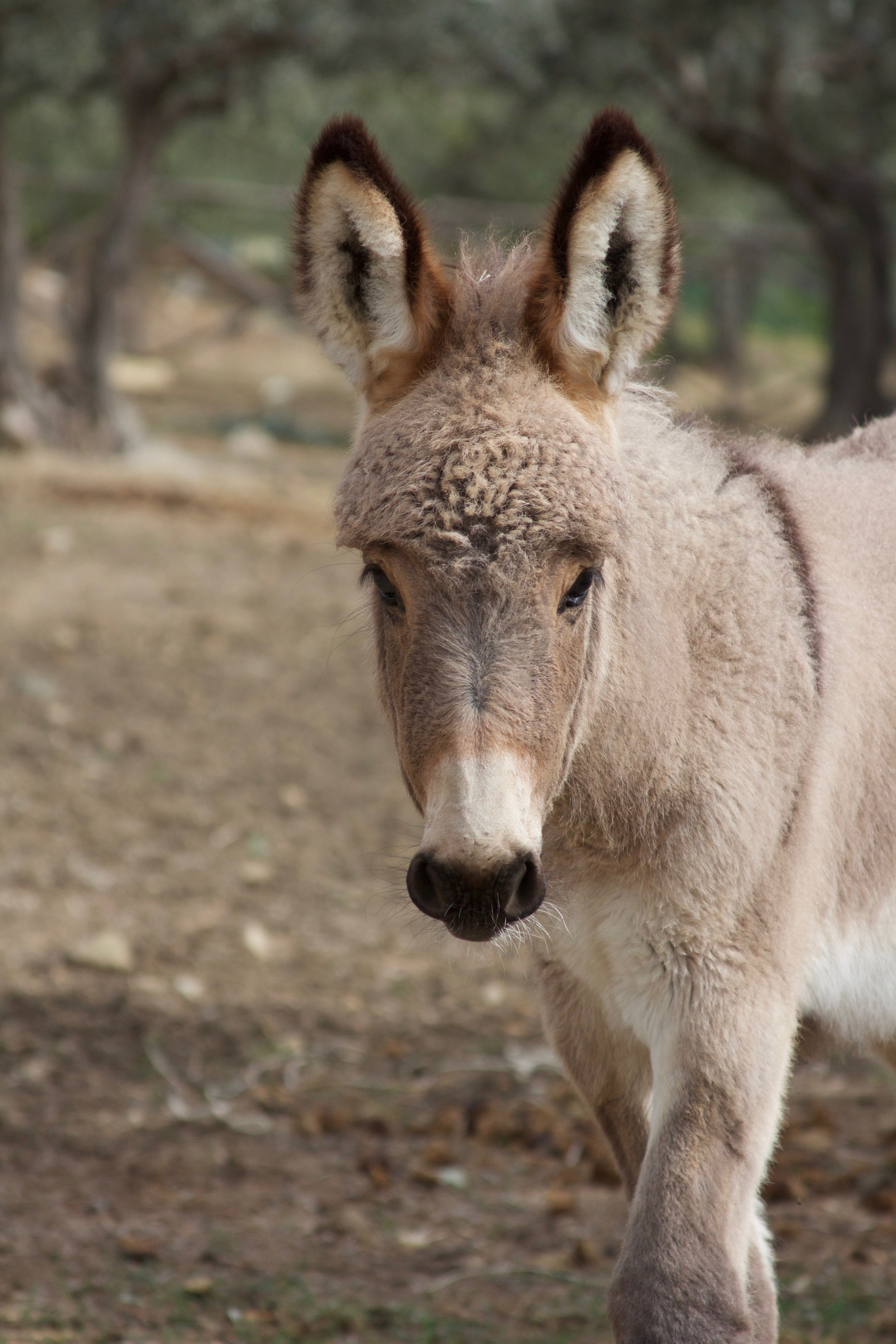 BURRO