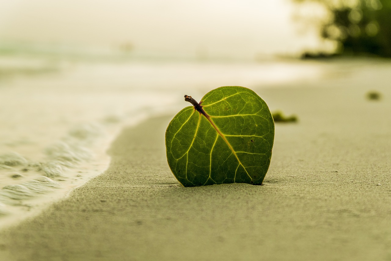 Green leaf on white sand during daytime